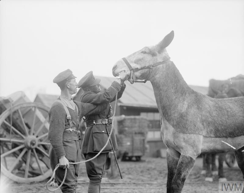 IWM Q 8531 Vet examining mule (15 Feb 1918)