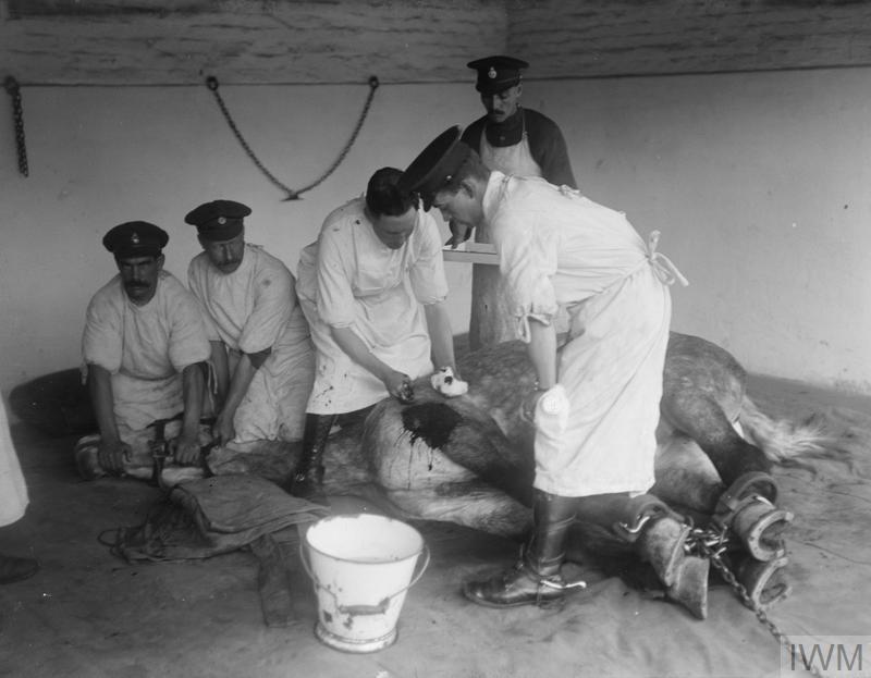 IWM (Q 11025) Surgeon of the Army Veterinary Corps removing shrapnel from a wounded horse, 16 April 1918
