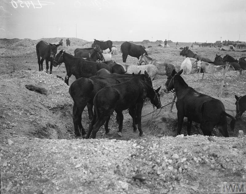 IWM (Q 9610) Mules tethered, Bellenglise, 4 October 1918