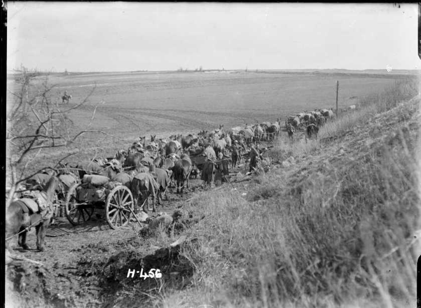 nlnzimage 12 013076-G Artillery Horses sheltering 1 April 1918